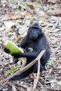 Feamle with baby Crested black macacue, Macaca nigra, on the tree, Tangkoko National Park, Sulawesi, Indonesia