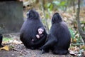 feamle with baby Crested black macacue, Macaca nigra, on the Royalty Free Stock Photo