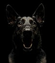 Fearful black German Shepherd Dog in dark studio Royalty Free Stock Photo