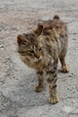 Fearful little undernourished cat on the road