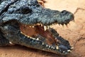 Fearful Nile crocodile with open mouth showing teeth in a zoo Royalty Free Stock Photo