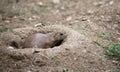 fearful prairie dog goes inside its burrow dug in the sandy