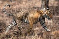 Fearless and bold female tiger cub at ranthambore Royalty Free Stock Photo