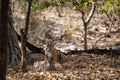 Fearless and bold female tiger cub at ranthambore Royalty Free Stock Photo