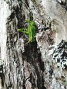 Fearless insect. Green.