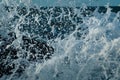 A fearless seagull seen through crashing waves Royalty Free Stock Photo