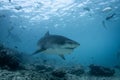 Tiger Shark - Galeocerdo cuvier Royalty Free Stock Photo