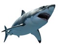 Fearsome great white shark ascends from the depths with jaws agap Royalty Free Stock Photo