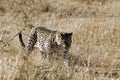 African leopard approaches through dry grass in early morning sunlight with curved tail raised at Okonjima Nature Reserve, Namibia