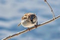 The fearsome sparrow looks into the camera lens. A sparrow sits on a tree branch