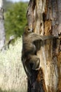 Feasting Baboon Royalty Free Stock Photo