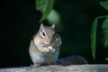 Feasting Chipmunk