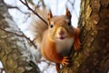 Feasting Squirrel in Treetop Hideaway. Royalty Free Stock Photo