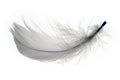 Feather 1 Royalty Free Stock Photo