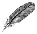 Feather Royalty Free Stock Photo