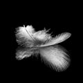 Feather