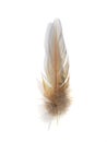 Feather 3 Royalty Free Stock Photo