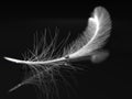 Feather