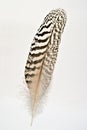 Feather