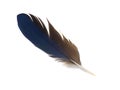 Feather 4 Royalty Free Stock Photo
