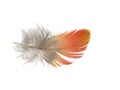 Feather 5 Royalty Free Stock Photo