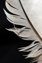 Feather Royalty Free Stock Photo