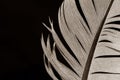 Feather Royalty Free Stock Photo