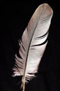 Feather Royalty Free Stock Photo