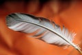 Feather Royalty Free Stock Photo