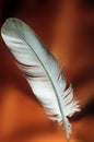 Feather Royalty Free Stock Photo