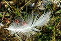 Feather