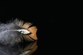 Feather