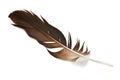 Feather