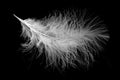 Feather Royalty Free Stock Photo