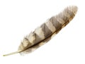 Feather