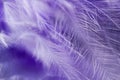 Feather abstract