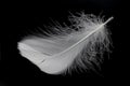 Light fluffy a white feather isolated on black background. Royalty Free Stock Photo