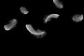 Light fluffy a white feathers falling down in the air, black or dark background Royalty Free Stock Photo