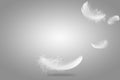 Feather abstract freedom concept. Soft light fluffy a white feathers falling down in the air. Gray background with copy space. Royalty Free Stock Photo