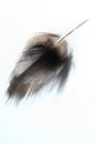 Feather with abstract shadow detail Royalty Free Stock Photo