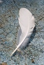 Feather alone Royalty Free Stock Photo