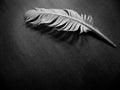 A Feather Alone Royalty Free Stock Photo