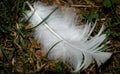 Feather Alone Royalty Free Stock Photo