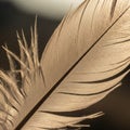 The feather appears light brown with visible barbs and a strong central Royalty Free Stock Photo