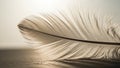 Of the feather appears smooth and soft accentuating its lightness and Royalty Free Stock Photo