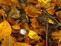 Feather on autumn forest floor Royalty Free Stock Photo