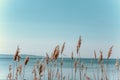 Dry tall grass against a blue sky Royalty Free Stock Photo