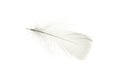 Feather background. Nature bird feather texture closeup isolated on white in macro photography, soft focus. Abstract. Coral pink Royalty Free Stock Photo