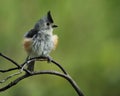Feather Ball (Black-crested Titmouse) Royalty Free Stock Photo