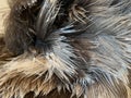 Ostrich feathers Royalty Free Stock Photo